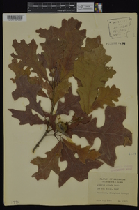 Quercus lyrata image