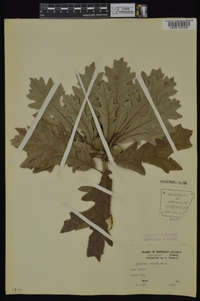 Quercus lyrata image