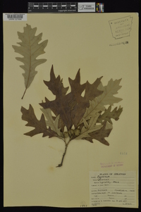 Quercus lyrata image