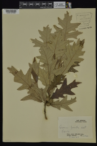 Quercus lyrata image