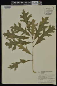 Quercus lyrata image