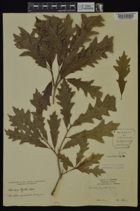 Quercus lyrata image