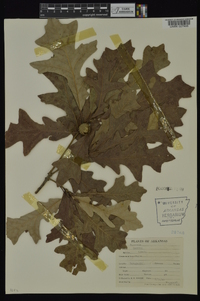 Quercus lyrata image