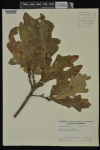 Quercus lyrata image