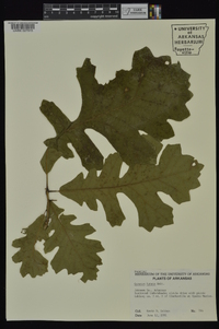 Quercus lyrata image