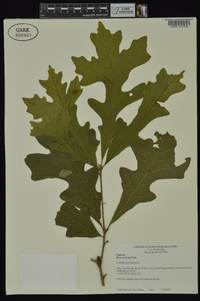 Quercus lyrata image