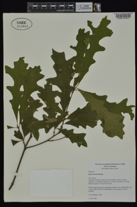 Quercus lyrata image