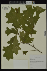 Quercus lyrata image