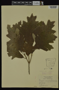 Quercus lyrata image