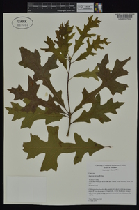 Quercus lyrata image