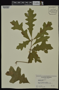 Quercus lyrata image