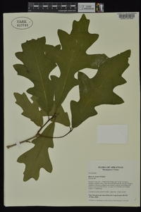 Quercus lyrata image