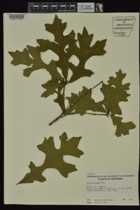 Quercus lyrata image