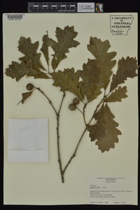 Quercus lyrata image