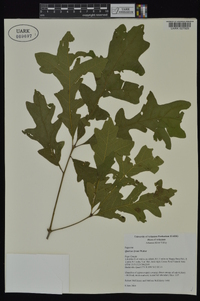 Quercus lyrata image