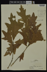 Quercus lyrata image