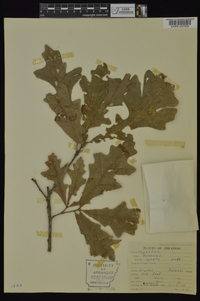 Quercus lyrata image