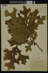 Quercus lyrata image