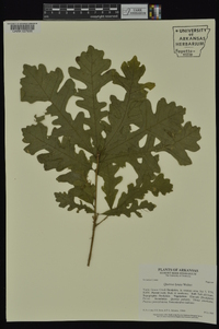 Quercus lyrata image