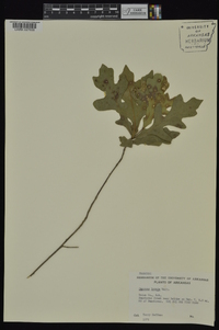 Quercus lyrata image