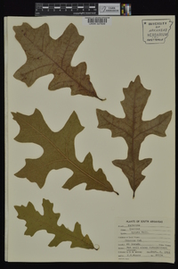 Quercus lyrata image