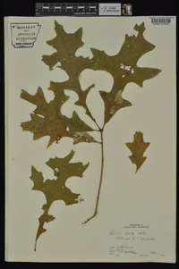 Quercus lyrata image