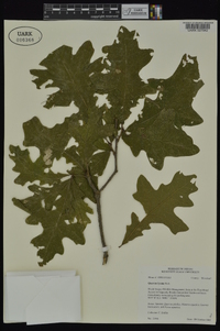 Quercus lyrata image