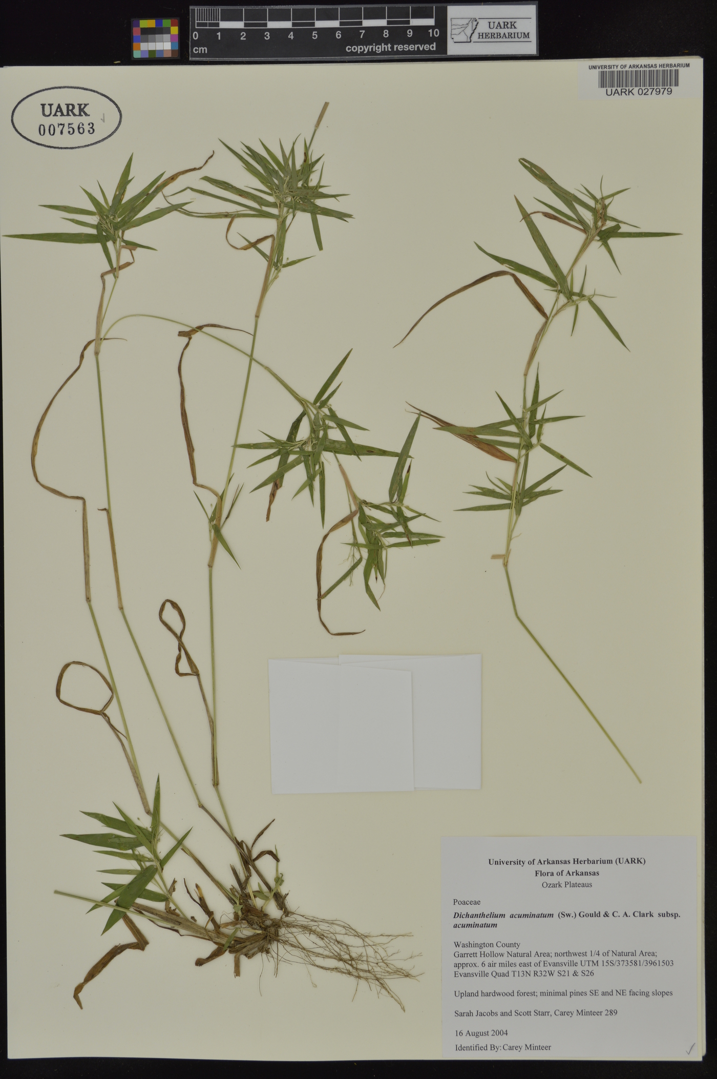 Dichanthelium acuminatum subsp. acuminatum image