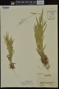 Dichanthelium acuminatum subsp. implicatum image