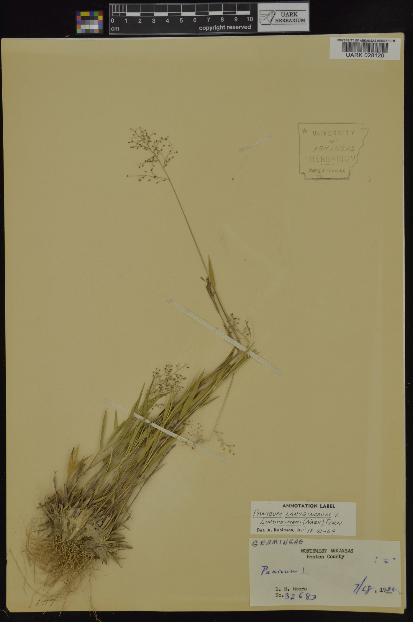 Dichanthelium acuminatum subsp. lindheimeri image