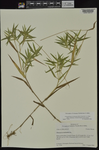 Dichanthelium acuminatum subsp. lindheimeri image