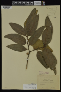 Quercus imbricaria image