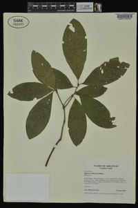 Quercus imbricaria image