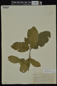 Quercus imbricaria image