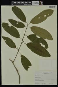 Quercus imbricaria image