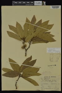 Quercus imbricaria image