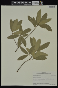 Quercus incana image