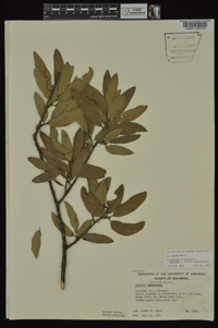 Quercus incana image