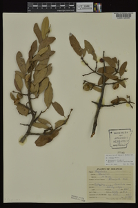 Quercus incana image