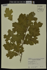 Quercus margaretta image