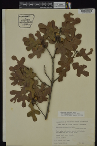 Quercus margaretta image