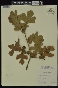 Quercus margaretta image