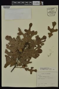 Quercus margaretta image