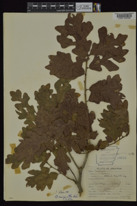 Quercus margaretta image