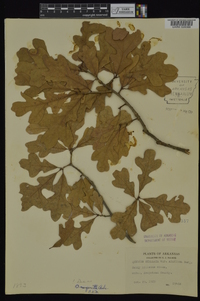 Quercus margaretta image