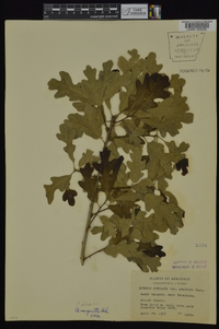 Quercus margaretta image