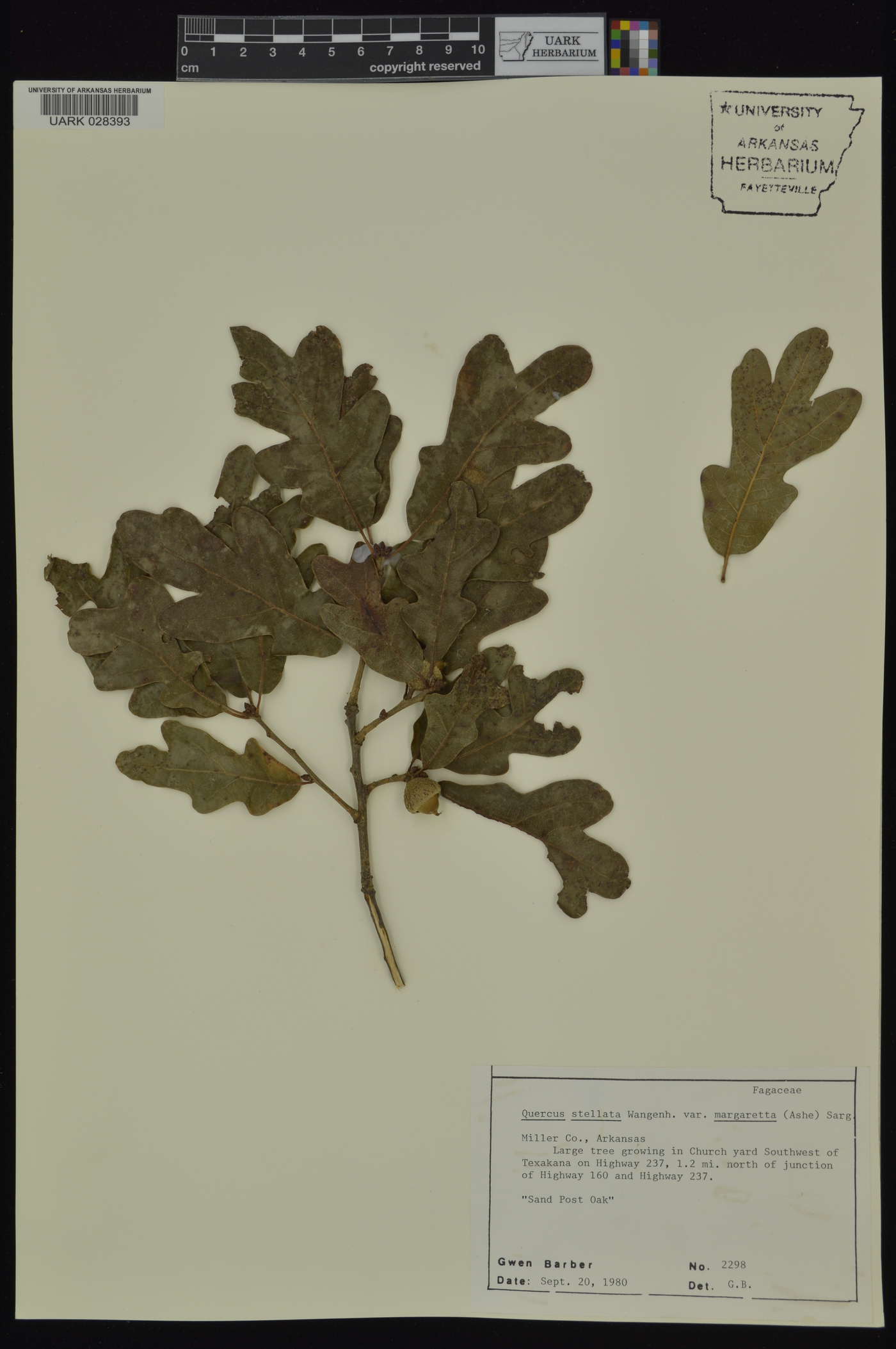 Quercus margaretta image