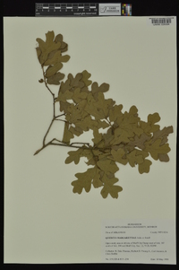 Quercus margaretta image