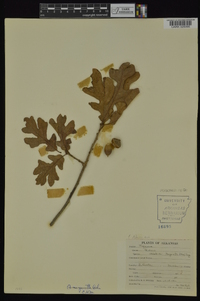 Quercus margaretta image