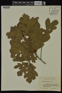 Quercus margaretta image